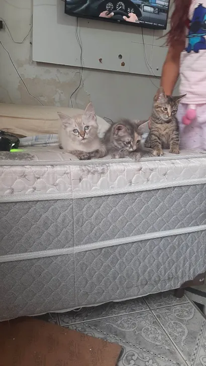 Gato ra a SRD-ViraLata idade Abaixo de 2 meses nome Nina/Mity/Floquinho