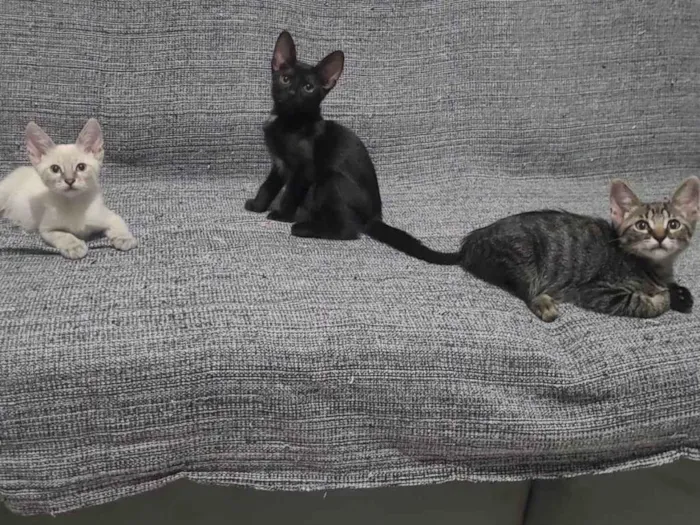 Gatinhos