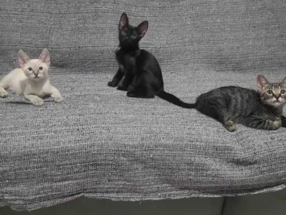 Gato ra a SRD-ViraLata idade Abaixo de 2 meses nome Gatinhos