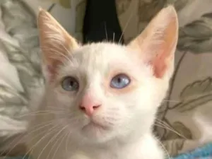 Gato raça SRD-ViraLata idade 2 a 6 meses nome Snow 