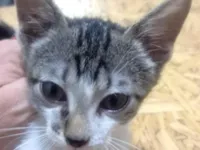 Gato raça SRD-ViraLata idade 2 a 6 meses nome Tico 