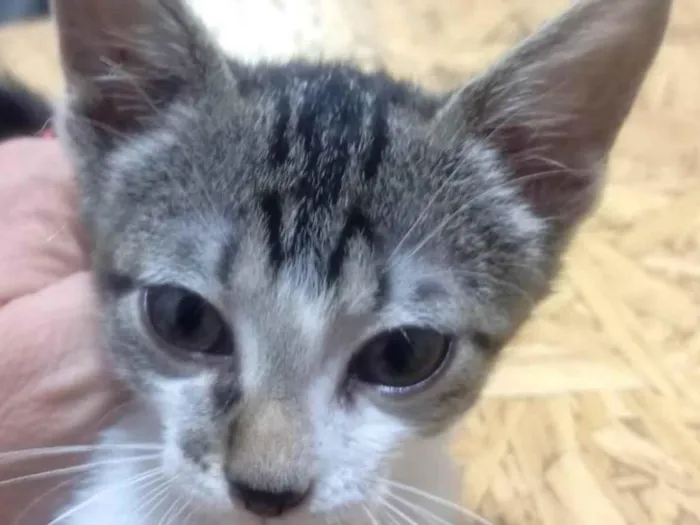 Gato raça SRD-ViraLata idade 2 a 6 meses nome Tico 