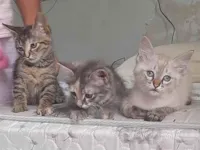 Gato ra a SRD-ViraLata idade Abaixo de 2 meses nome Nina/Mity/Floquinho