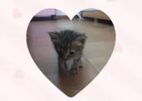 Gato raça SRD-ViraLata idade Abaixo de 2 meses nome Ariel