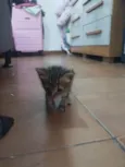 Gato ra a SRD-ViraLata idade Abaixo de 2 meses nome Ariel