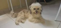 Cachorro ra a Shitzu idade 4 anos nome Boby