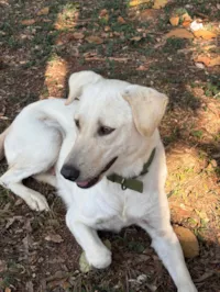 Cachorro raça SRD-ViraLata idade 2 anos nome Gorda