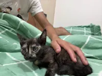 Gato raça SRD-ViraLata idade 2 a 6 meses nome Não possuir 