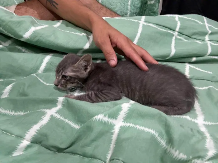 Gato ra a SRD-ViraLata idade 2 a 6 meses nome Não possui 