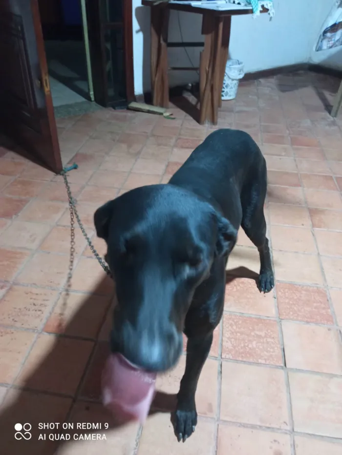Cachorro ra a SRD-ViraLata idade 4 anos nome Aparecida 