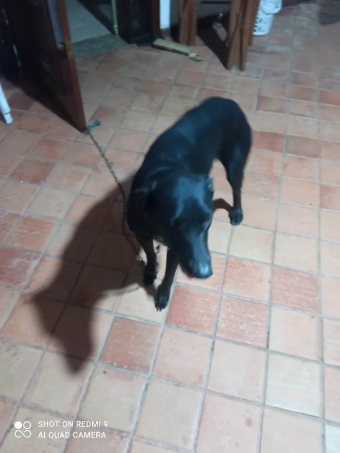 Cachorro ra a SRD-ViraLata idade 4 anos nome Aparecida 