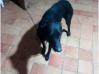 Cachorro ra a SRD-ViraLata idade 4 anos nome Aparecida 