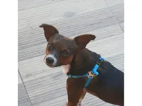 Cachorro ra a SRD-ViraLata idade 1 ano nome Theo