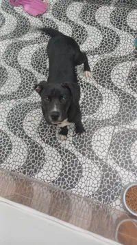 Cachorro ra a Pit-Bull idade 2 a 6 meses nome Walace