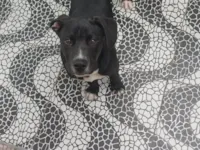 Cachorro ra a Pit-Bull idade 2 a 6 meses nome Walace