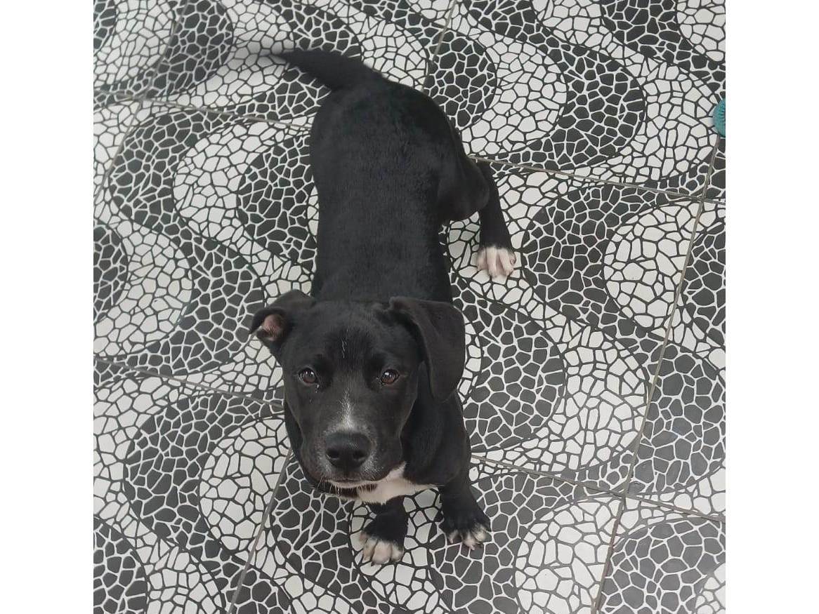 Cachorro ra a Pit-Bull idade 2 a 6 meses nome Walace