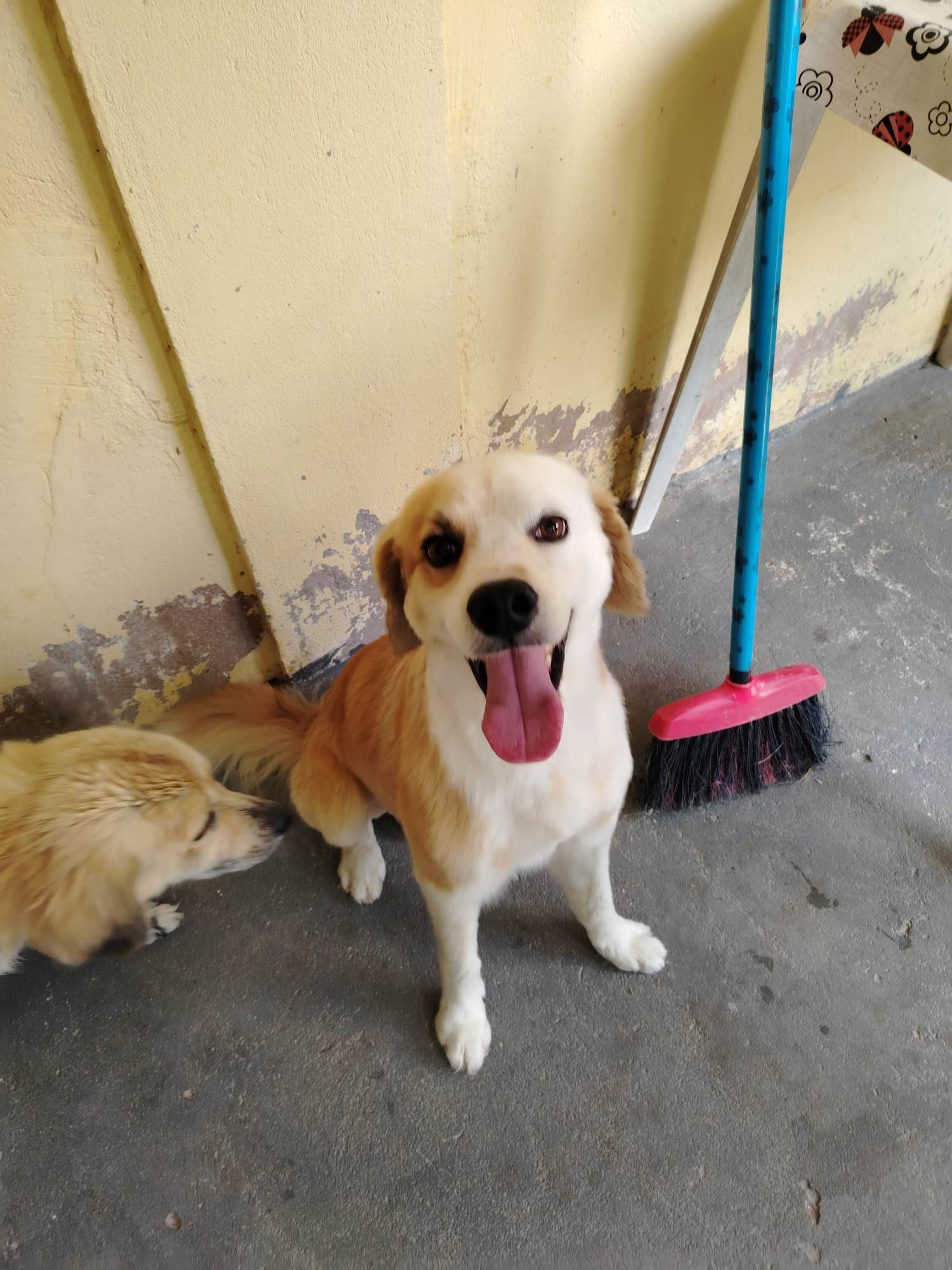 Cachorro ra a SRD-ViraLata idade 4 anos nome Bidu e preta/sorridente