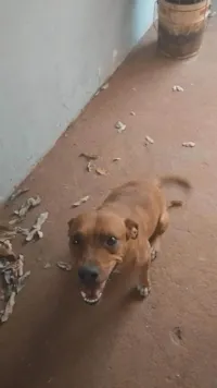 Cachorro raça SRD-ViraLata idade 2 a 6 meses nome Pandora 