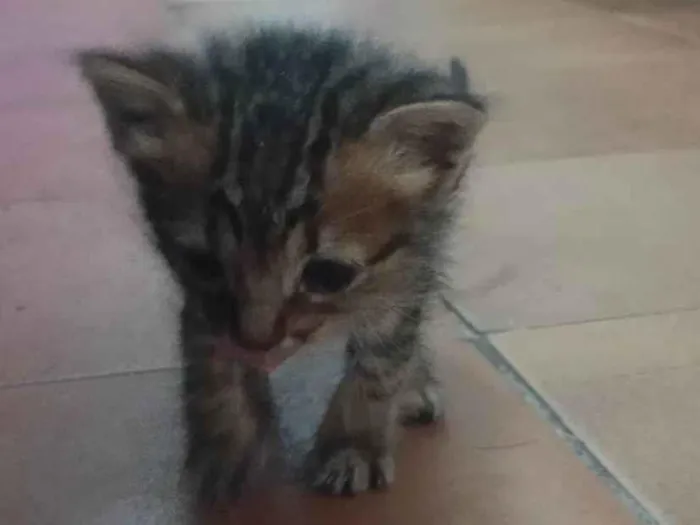 Gato raça SRD-ViraLata idade Abaixo de 2 meses nome Ariel