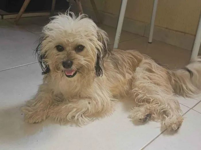 Cachorro raça Shitzu idade 4 anos nome Boby