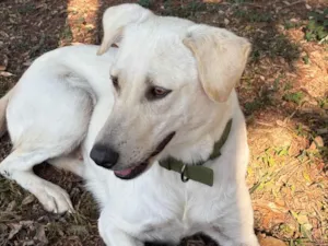 Cachorro raça SRD-ViraLata idade 2 anos nome Gorda