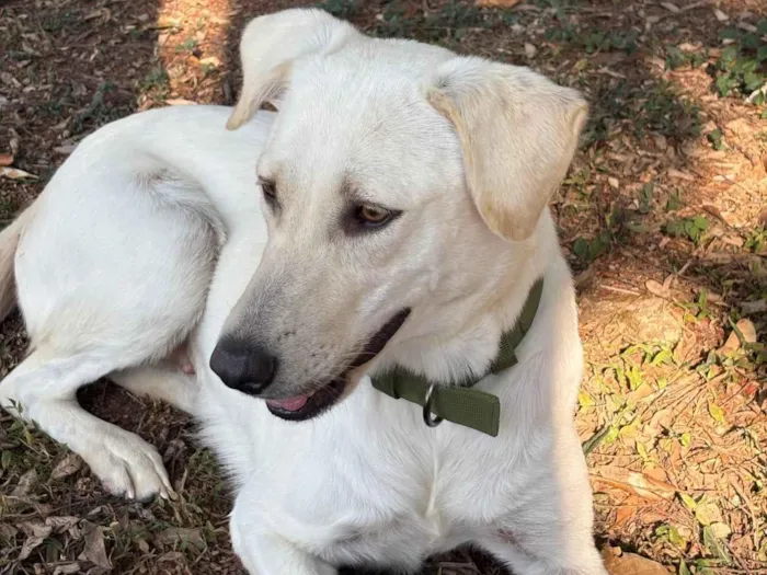 Cachorro raça SRD-ViraLata idade 2 anos nome Gorda