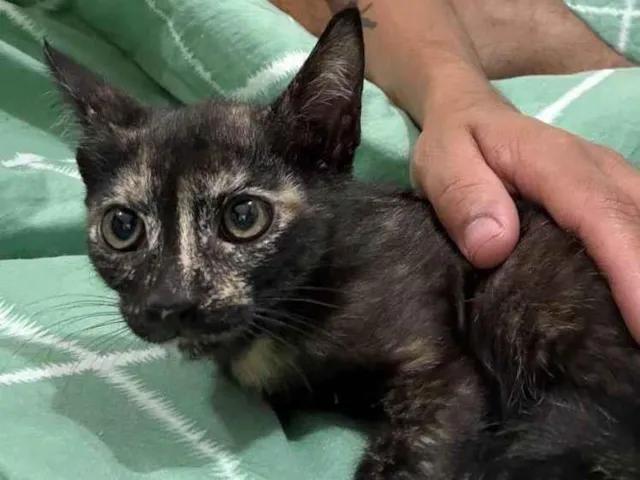 Gato raça SRD-ViraLata idade 2 a 6 meses nome Não possuir 