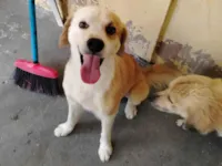 Bidu e preta/sorridente