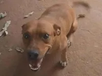 Cachorro raça SRD-ViraLata idade 2 a 6 meses nome Pandora 