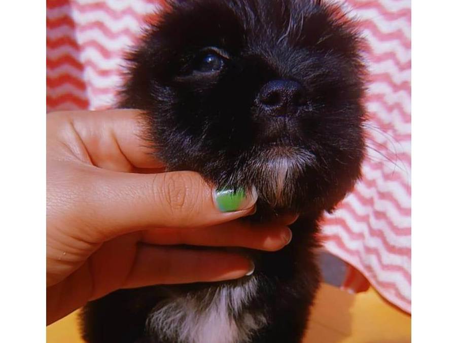 Cachorro raça SRD-ViraLata idade 2 a 6 meses nome Theo 