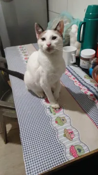 Gato ra a SRD-ViraLata idade 2 a 6 meses nome Isabela
