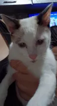 Gato ra a SRD-ViraLata idade 2 a 6 meses nome Isabela