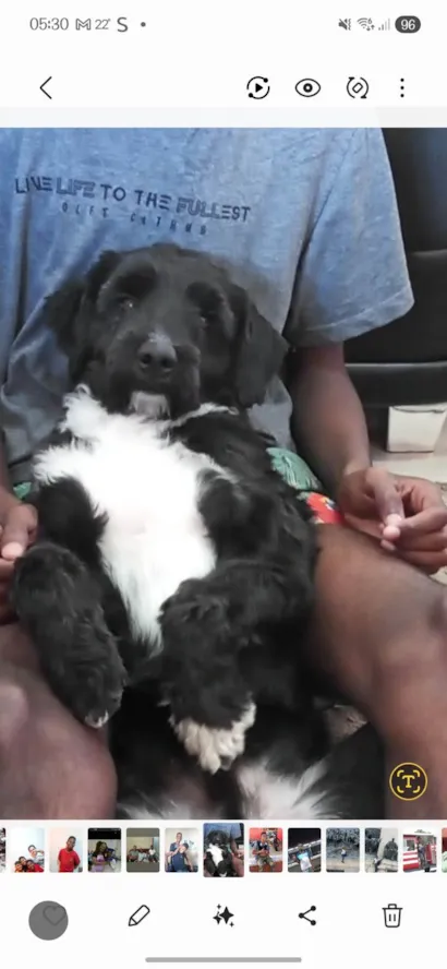 Cachorro ra a SRD-ViraLata idade 6 ou mais anos nome Tobbi