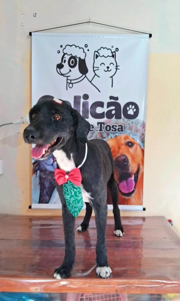 Cachorro ra a SRD-ViraLata idade 6 ou mais anos nome Tobbi