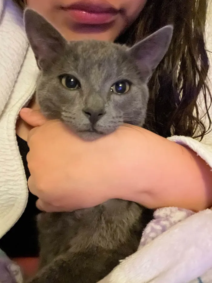 Gato raça SRD-ViraLata idade 2 anos nome Cinza 