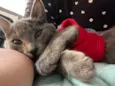 Gato ra a SRD-ViraLata idade 2 anos nome Cinza 