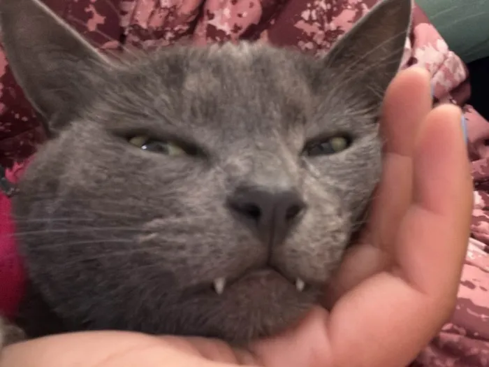 Gato raça SRD-ViraLata idade 2 anos nome Cinza 