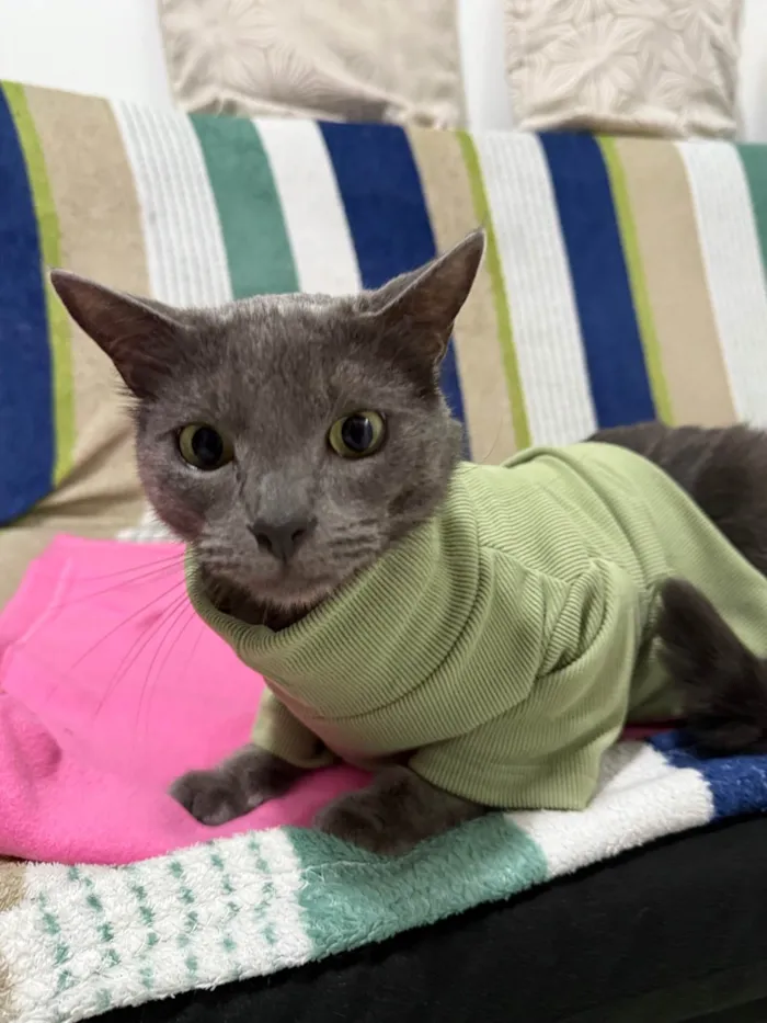 Gato ra a SRD-ViraLata idade 2 anos nome Cinza 