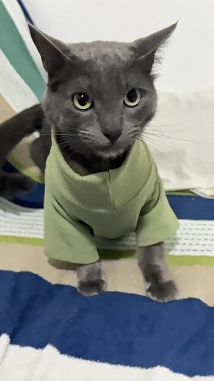 Gato ra a SRD-ViraLata idade 2 anos nome Cinza 