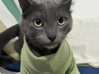 Gato raça SRD-ViraLata idade 2 anos nome Cinza 