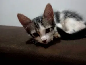 Gato raça SRD-ViraLata idade 2 a 6 meses nome Appa