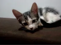 Gato raça SRD-ViraLata idade 2 a 6 meses nome Appa