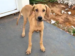 Cachorro raça SRD-ViraLata idade 2 a 6 meses nome Caramelo