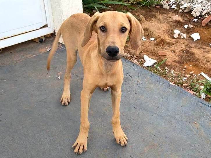 Cachorro raça SRD-ViraLata idade 2 a 6 meses nome Caramelo