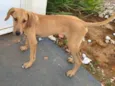 Cachorro ra a SRD-ViraLata idade 2 a 6 meses nome Caramelo