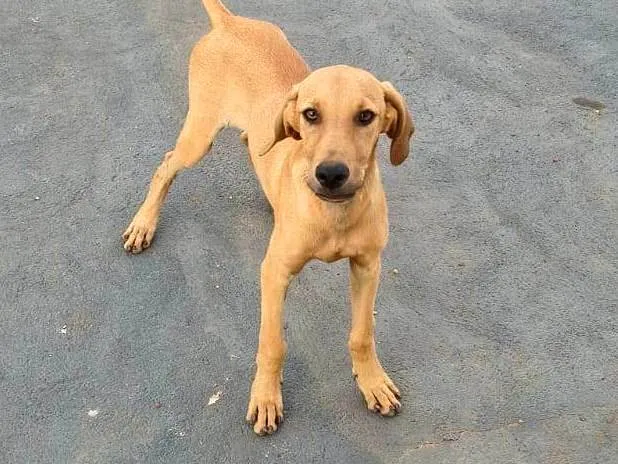 Cachorro ra a SRD-ViraLata idade 2 a 6 meses nome Caramelo