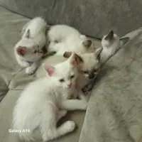 Gato raça Siamês idade Abaixo de 2 meses nome Cinco gatinhos