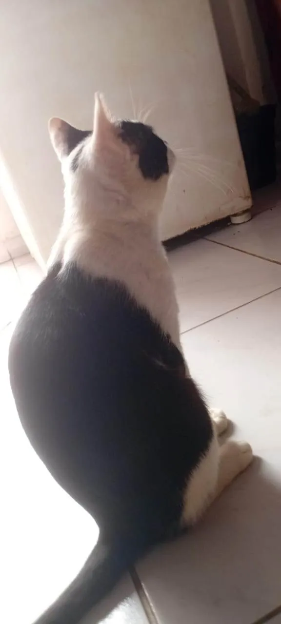 Gato ra a Exótico idade 3 anos nome Callzone