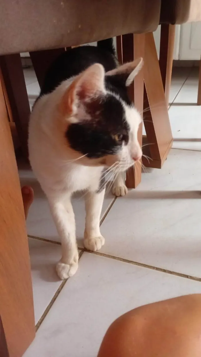 Gato ra a Exótico idade 3 anos nome Callzone