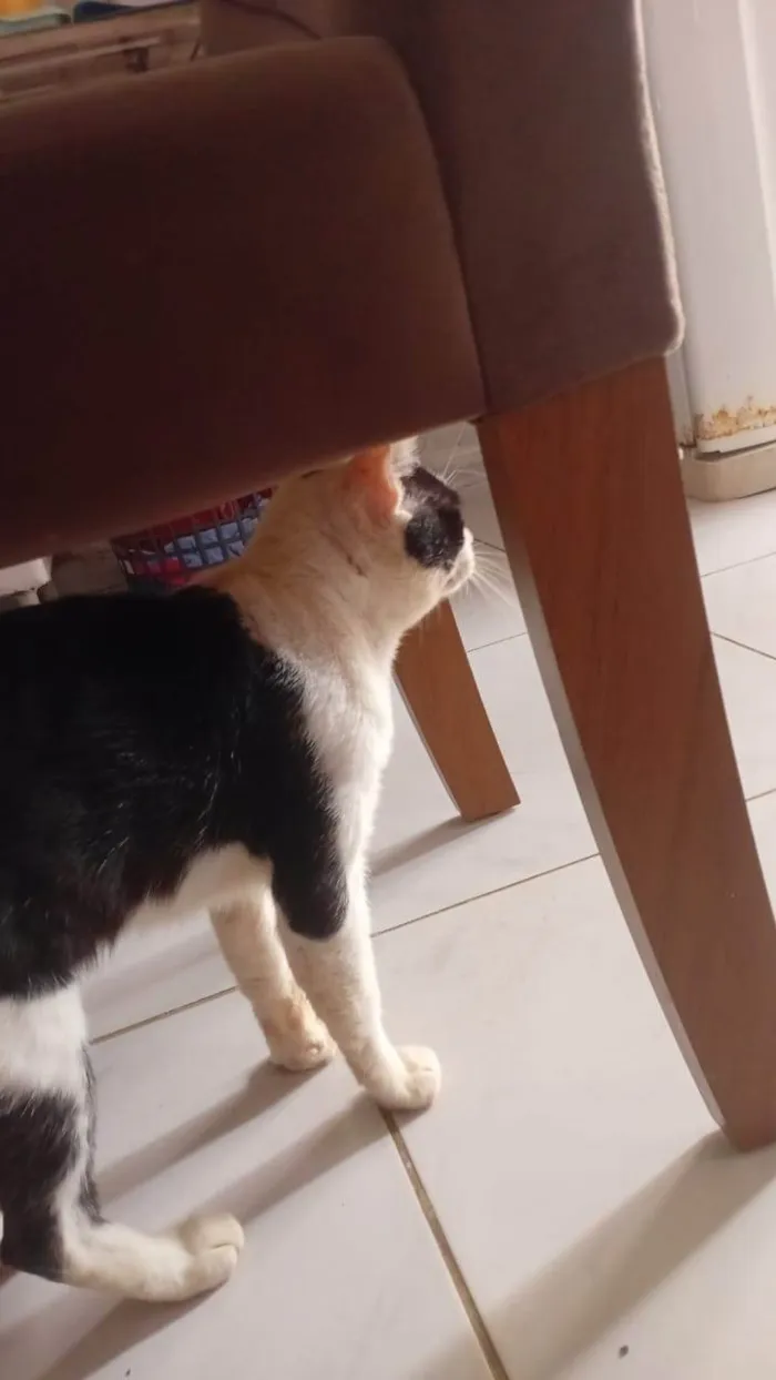 Gato ra a Exótico idade 3 anos nome Callzone